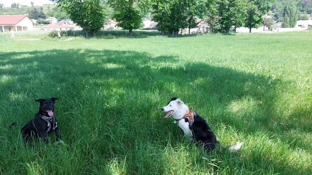 Deux chiens assis dans un pré